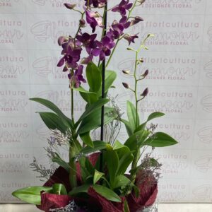 Orquídea Denphal  Purple