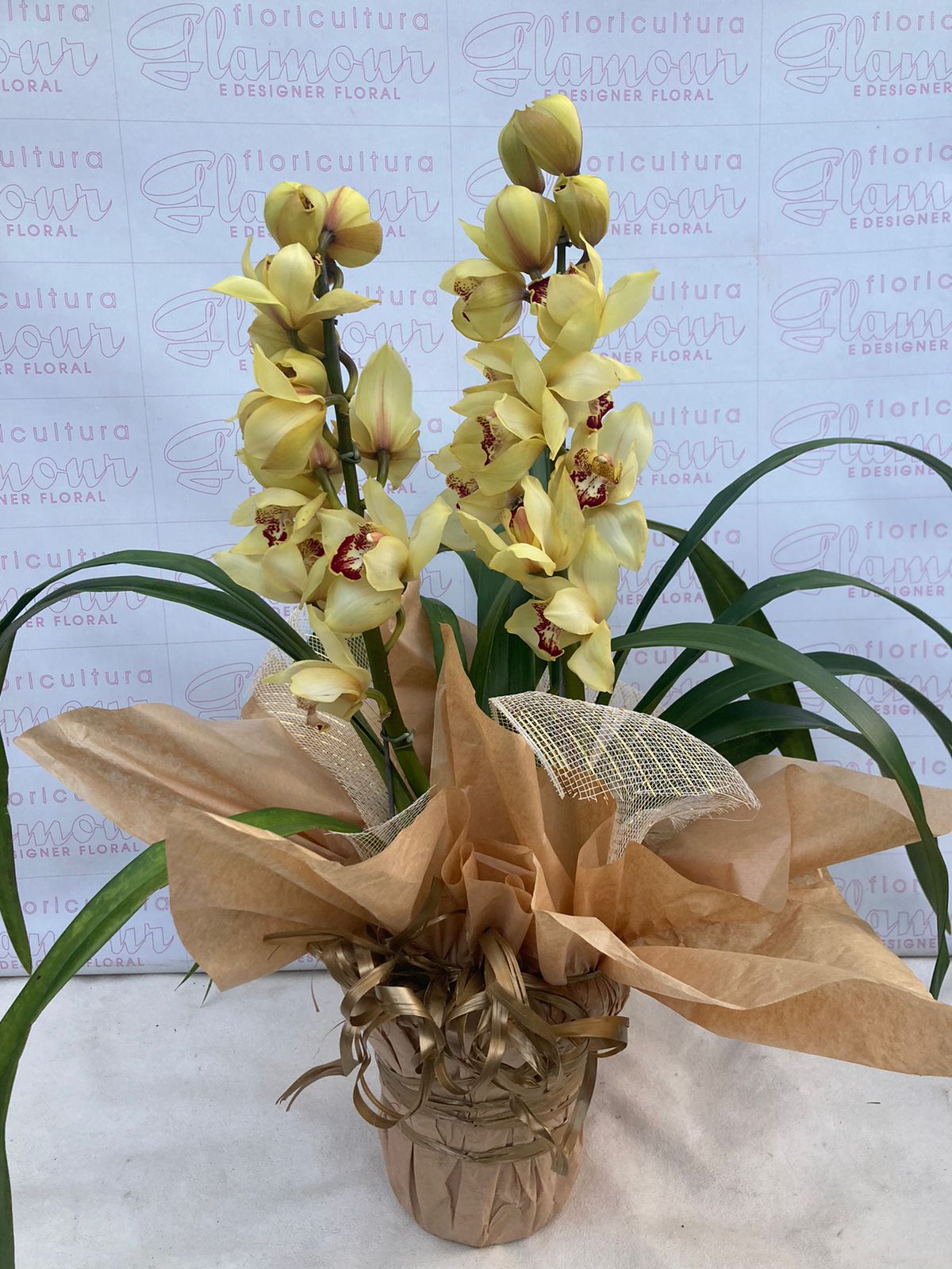 Orquídea Cymbidium Amarela