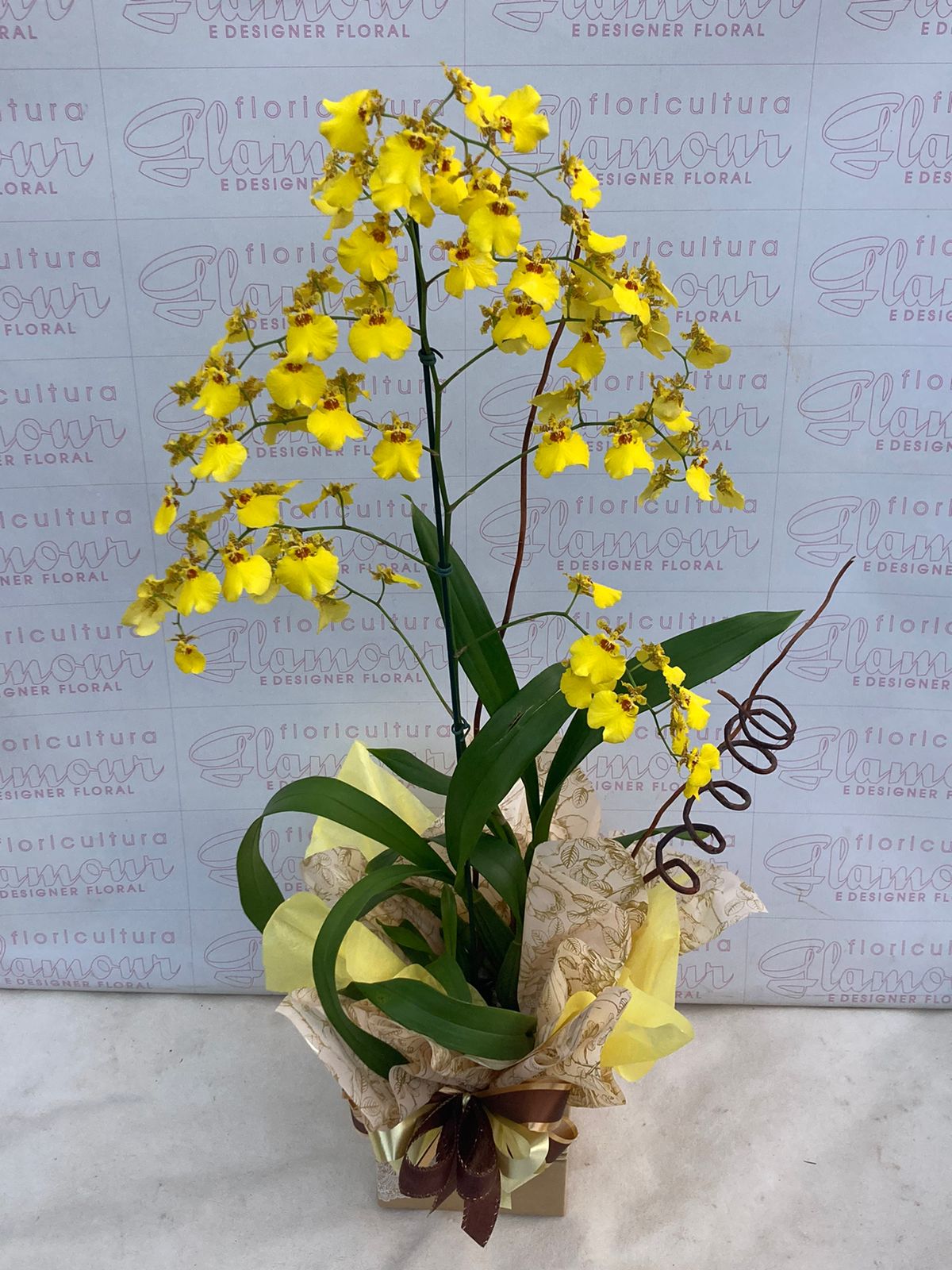 Orquídea Chuva de Ouro