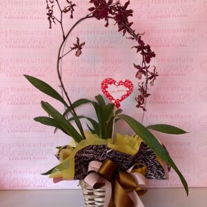 Orquídea Chocolate Maior