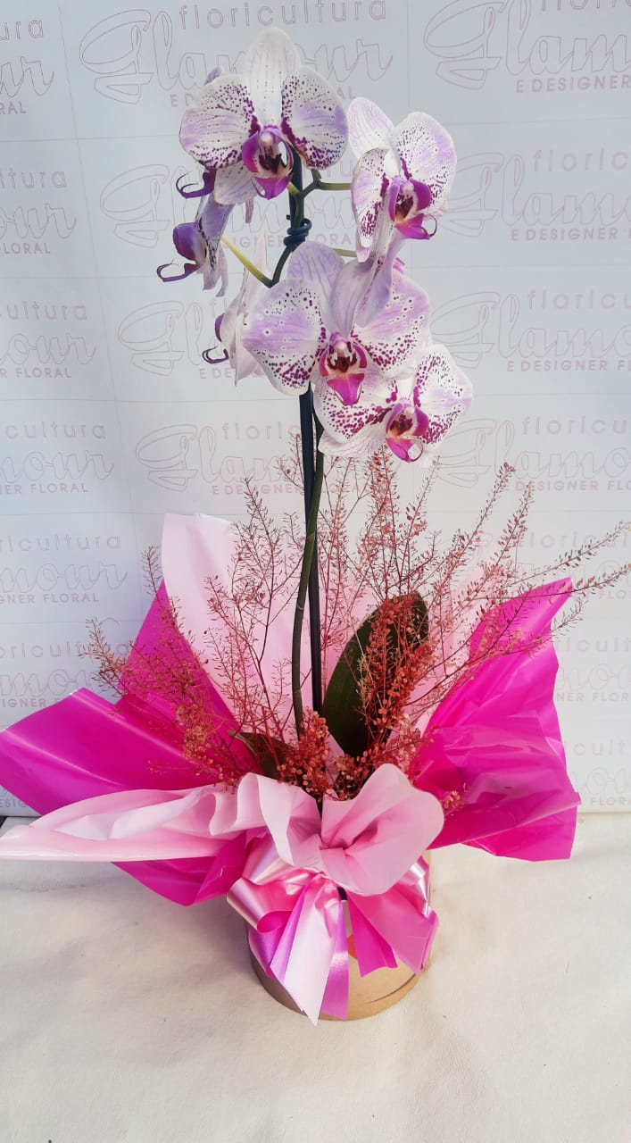 Orquídea Phalaenopsis Mesclada