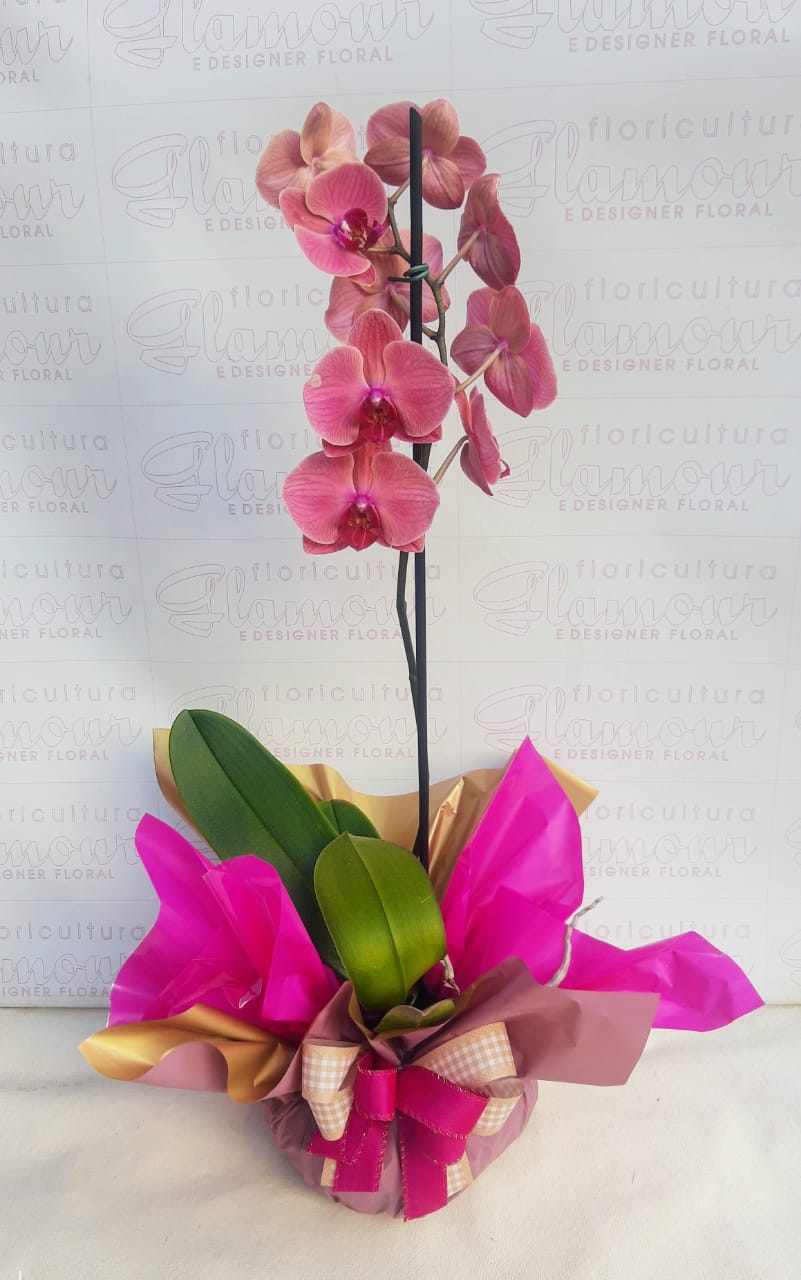 Orquídea Phalaenopsis Rosa